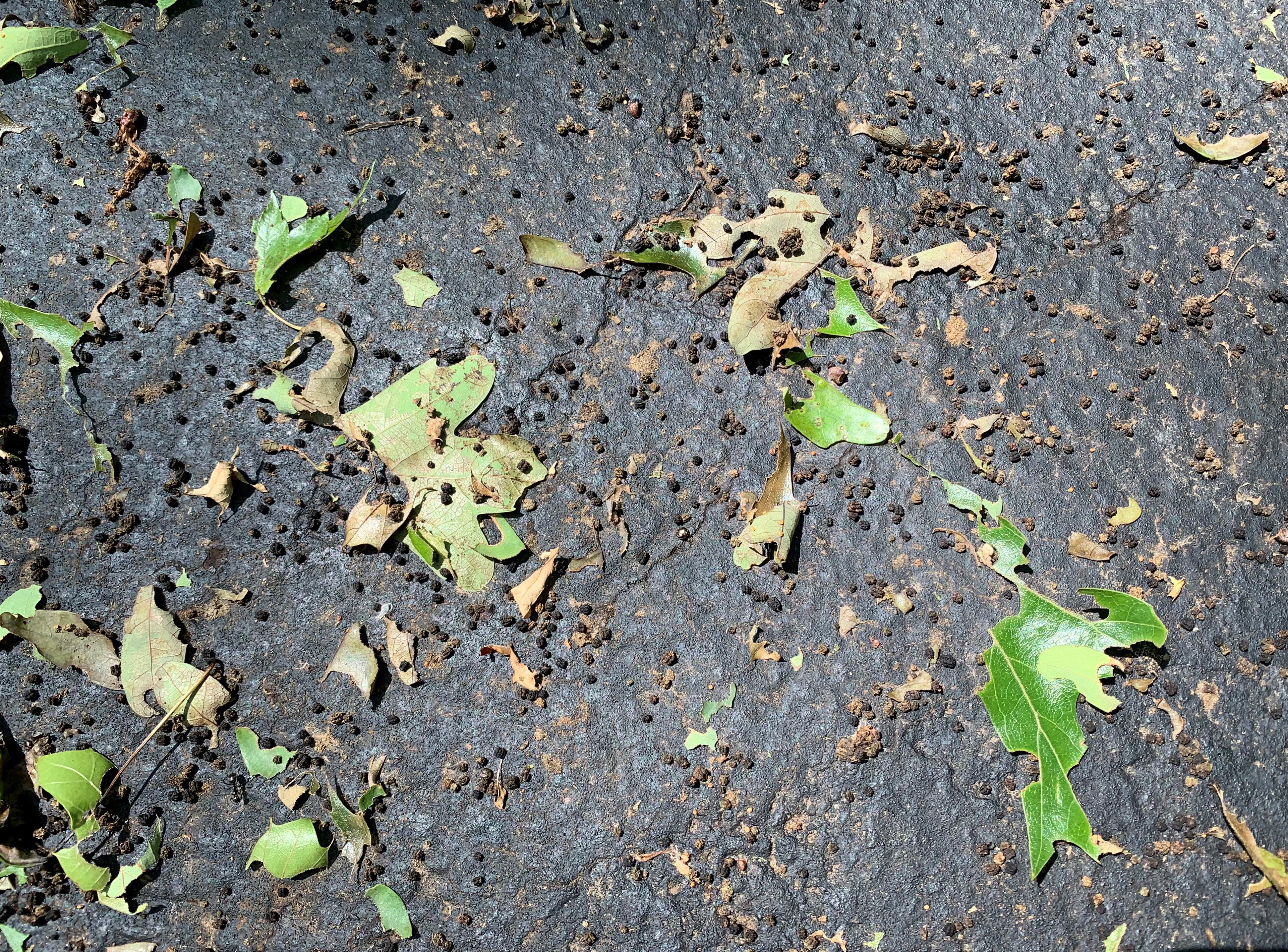 Gypsy moth frass on driveway.